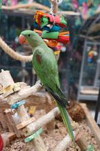 Jonge Alexander Parkiet | Handtam | Rustig, Dieren en Toebehoren, Vogels | Parkieten en Papegaaien, Meerdere dieren, Parkiet, Pratend