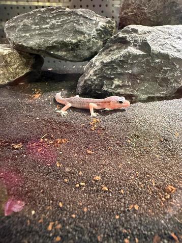 Jonge luipaardgekko beschikbaar voor biedingen