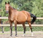 Fokmerries 2003/2004, Dieren en Toebehoren, Merrie