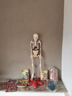 Anatomisch skelet, in en uit elkaar te halen., Ophalen of Verzenden, Zo goed als nieuw, Jongen of Meisje