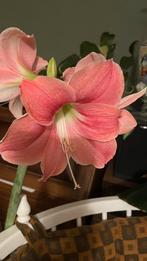 Tuinhulp, Ophalen of Verzenden