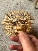 Opgezette Kogelvis, Ophalen of Verzenden, Gebruikt, Overige soorten, Opgezet dier