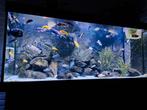 Juwel Rio 450 met meubel. Aquarium is voorzien van Cichlide, Vis, Zoetwatervis