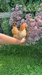 Een hele mooie jonge serama haan, Dieren en Toebehoren, Pluimvee