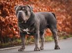 American Bully - XL-XXL Tri color dekreuen, Reu, Parvo, Meerdere, 3 tot 5 jaar