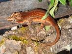 Volwassen redstripe Gargoyle gekko vrouw, Dieren en Toebehoren, Hagedis