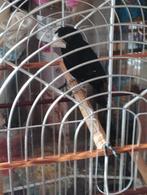 Twatwa, Mannelijk, Tropenvogel, Geringd