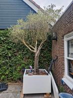 olijfboom, Tuin en Terras, Planten | Bomen, Bloeit niet, 100 tot 250 cm, Olijfboom, Ophalen