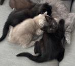 Raskittens britse korthaar, Dieren en Toebehoren, Katten en Kittens | Raskatten | Korthaar, Geslacht onbekend, Ontwormd, 0 tot 2 jaar