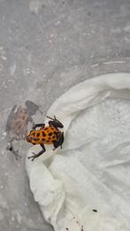 Oophaga pumilio Quebrada pitti vrouw gezocht!, Dieren en Toebehoren, Reptielen en Amfibieën, Slang, 0 tot 2 jaar