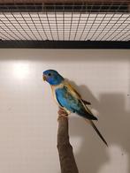 Splendid parkieten 2025 Limburg België, Dieren en Toebehoren, Vogels | Parkieten en Papegaaien, Meerdere dieren, Parkiet, Geringd