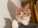 Kittens te koop Main coon x Siamees x Britse korthaar, Dieren en Toebehoren, Katten en Kittens | Raskatten | Langhaar, Meerdere dieren