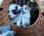 Maltipoo, Overige rassen, 8 tot 15 weken, Meerdere, Meerdere dieren