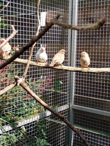 zebravinken te koop | man pop beschikbaar voor biedingen