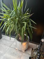 XXL Yucca met metallic plantenbak, In pot, Yucca, 150 tot 200 cm, Groene kamerplant