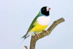 Gezocht Gouldamadine man 2 X, Dieren en Toebehoren, Vogels | Overige Vogels, Mannelijk, Tropenvogel, Geringd