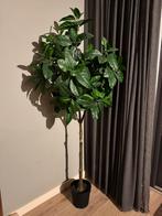 IKEA Fejka Kunstplant - 190 cm - Zo goed als nieuw!, Ophalen, Overige soorten, Halfschaduw, In pot