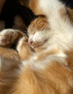 Vermiste rode kater, Dieren en Toebehoren, Vermiste en Gevonden Dieren, Kat