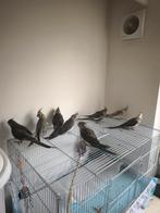 Zeer tam en heel lieve valkparkieten in diverse kleuren, Dieren en Toebehoren, Vogels | Parkieten en Papegaaien, Meerdere dieren