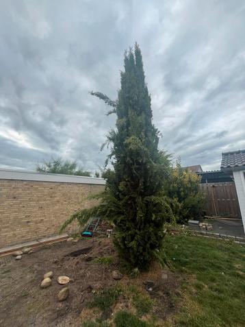 Gratis afhalen zelf uitgraven beschikbaar voor biedingen