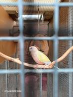 Te koop gevraagd Bourke man lutino, eventueel split opaline, Dieren en Toebehoren, Vogels | Parkieten en Papegaaien, Mannelijk