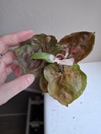 Syngonium Strawberry Ice Galaxy, Ophalen of Verzenden, Overige soorten, Minder dan 100 cm