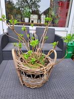 rietenmand met hortensia, Tuin, Overige materialen, Rond, Gebruikt