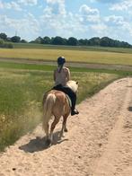 Leasepaard haflinger aangeboden., Dieren en Toebehoren