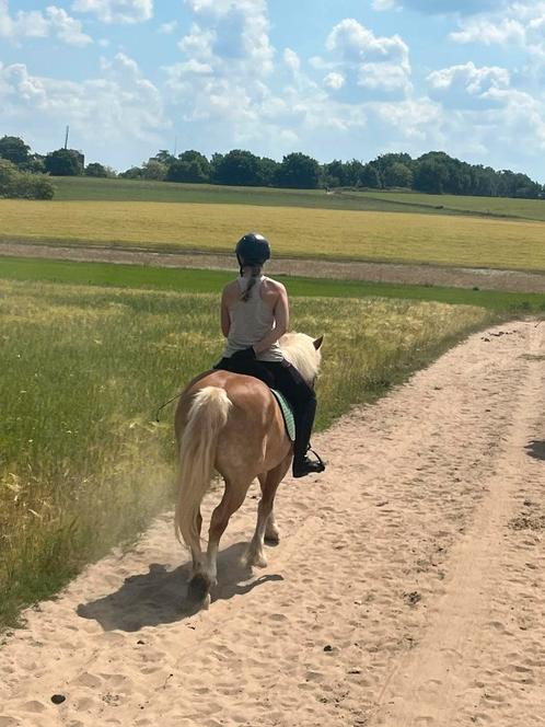 Leasepaard haflinger aangeboden., Dieren en Toebehoren, Stalling en Weidegang