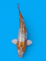 Ginrin ochiba female 2 jarige japanse koi kweker kobai NIEUW, Karper of Koi