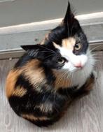 Kitten, Meerdere dieren, Kortharig, 0 tot 2 jaar