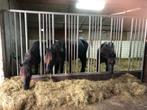 Opfok merrie veulens, Weidegang, 2 of 3 paarden of pony's