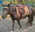 Diverse paardenspullen kaptoom tuig etc, Ophalen of Verzenden, Zo goed als nieuw, Overige soorten