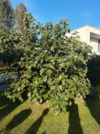 Mooie vijgenboom, Tuin en Terras, Planten | Bomen, Bloeit niet, Overige soorten, 100 tot 250 cm, Ophalen