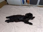 Boomer reu 1 jaar, Dieren en Toebehoren, 1 tot 2 jaar, Eén hond, Nederland, Particulier