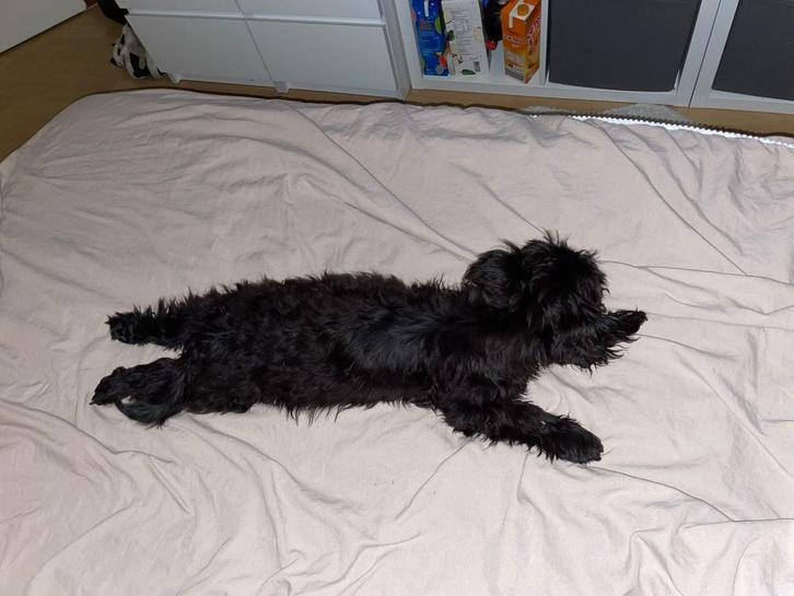 Boomer reu 1 jaar, Dieren en Toebehoren, Honden | Chihuahua's en Gezelschapshonden, Reu, Overige rassen, Particulier, Eén hond