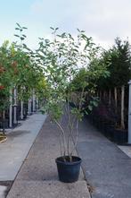 meerstammige krentenboom amelanchier lamarckii, Tuin en Terras, Overige soorten, Zomer, Ophalen, Volle zon