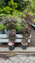 Japanse esdoorn ‘twombly’s red sentinal’, Tuin en Terras, Planten | Struiken en Hagen, Ophalen, Esdoorn