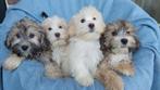 Boomer pups ( verschillende kleurtjes ), Dieren en Toebehoren, Maltezer, Nederland, CDV (hondenziekte), 8 tot 15 weken