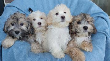Boomer pups ( verschillende kleurtjes ) beschikbaar voor biedingen