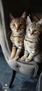 Prachtige Bengaal kittens, Dieren en Toebehoren, Katten en Kittens | Raskatten | Korthaar, Meerdere dieren