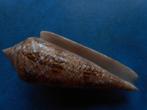 Schelpen: Conus gloriamaris Chemnitz gem 87,5mm, Verzenden, Schelp(en)