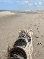 Verzorger verzorgster gezocht, Dieren en Toebehoren