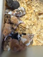 Baby goudhamsters, Dieren en Toebehoren, Knaagdieren, Oktober, Meerdere dieren, Hamster