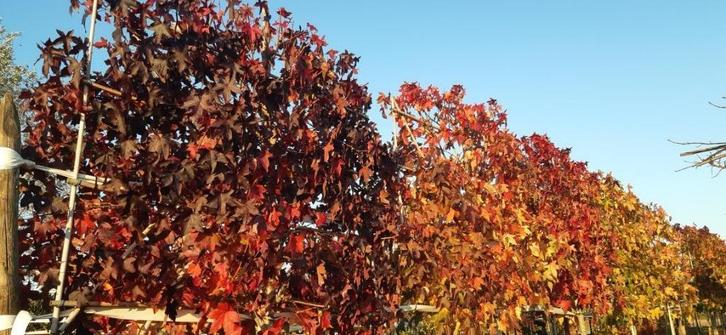 dakbomen en leibomen, Tuin en Terras, Planten | Bomen, Leiboom, 250 tot 400 cm, Volle zon, Bloeit niet, Ophalen
