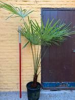 Palmboom (trachycarpus fortunei), Tuin en Terras, Vaste plant, Bloeit niet, Halfschaduw, Ophalen
