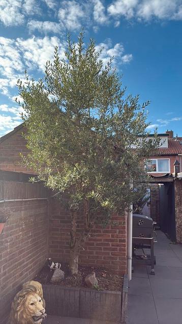 Grote olijfenboom beschikbaar voor biedingen