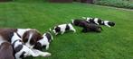 Te koop  cocker spaniel x springer spaniel pups, Dieren en Toebehoren, 8 tot 15 weken, Meerdere, Meerdere dieren, Spaniël