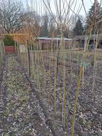 Salix chermesina, Ophalen of Verzenden, Halfschaduw, Overige soorten, 100 tot 250 cm