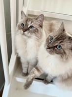 Herplaatsing Ragdolls, Dieren en Toebehoren, Poes